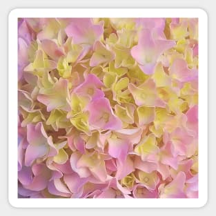 Yellow and Rose French Hydrangea Close Up Sticker